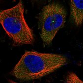 Anti-CEP170 antibody produced in rabbit Prestige Antibodies® Powered by Atlas Antibodies, affinity isolated antibody, buffered aqueous glycerol solution
