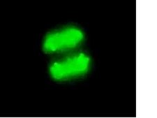 Anti-phospho-Histone H3 (Ser10) Antibody, clone MC463, rabbit monoclonal culture supernatant, clone MC463, Upstate®