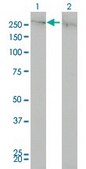 Monoclonal Anti-CHD4 antibody produced in mouse clone 4H4, ascites fluid