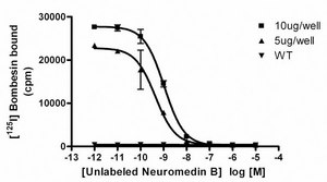 ChemiScreen Recombinant Human BB1 Bombesin/Neuromedin B Receptor Membrane Preparation Human BB1 GPCR membrane preparation for Radioligand binding Assays &amp; GTPγS binding.