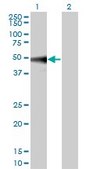 Monoclonal Anti-MAPK9 antibody produced in mouse clone 1C1-3A8, purified immunoglobulin, buffered aqueous solution