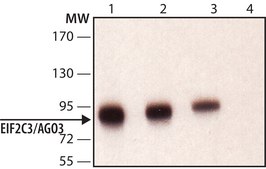 Anti-EIF2C3/Ago3 antibody produced in rabbit ~1.0 mg/mL, affinity isolated antibody