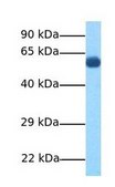 Anti-SLC11A2 antibody produced in rabbit affinity isolated antibody