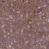 Anti-GOLGA3 antibody produced in rabbit Prestige Antibodies® Powered by Atlas Antibodies, affinity isolated antibody, buffered aqueous glycerol solution