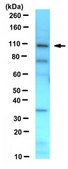 Anti-OCRL/INPP5b Antibody, clone N166A/26 clone N166A/26, from mouse