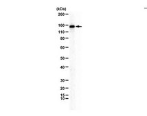 Anti-CEP135 from rabbit