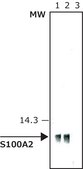 Monoclonal Anti-S100A2 antibody produced in mouse clone SH-L1, ascites fluid