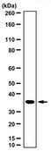 Anti-CDK1/CDC2 Antibody (C-Term) serum, Upstate®