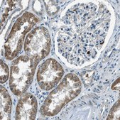 Anti-FAR1 antibody produced in rabbit Prestige Antibodies® Powered by Atlas Antibodies, affinity isolated antibody, buffered aqueous glycerol solution