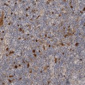 Anti-IDO1 antibody produced in rabbit Prestige Antibodies® Powered by Atlas Antibodies, affinity isolated antibody, buffered aqueous glycerol solution, Ab3