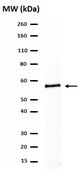Anti-Lck Antibody Upstate®, from rabbit