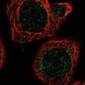 Anti-MRPL51 antibody produced in rabbit Prestige Antibodies® Powered by Atlas Antibodies, affinity isolated antibody, buffered aqueous glycerol solution