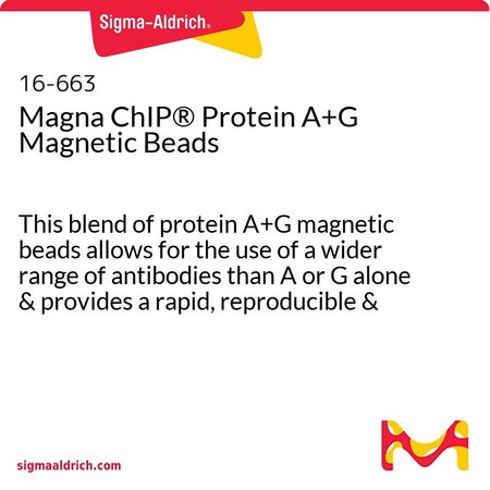 glutathione magnetic beads sigma Magna ChIP Protein A+G 16-663 iv