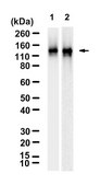 Anti-SHIP1 Antibody, clone 1J20 ZooMAb® Rabbit Monoclonal recombinant, expressed in HEK 293 cells
