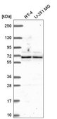 Anti-ATAD3A antibody produced in rabbit Prestige Antibodies® Powered by Atlas Antibodies, affinity isolated antibody