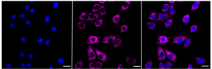 KD-Validated Anti Acyl-CoA dehydrogenase short chain Antibody, clone 23GB1365, Rabbit Monoclonal clone 23GB1365, recombinant rabbit monoclonal, expressed in HEK293 cells