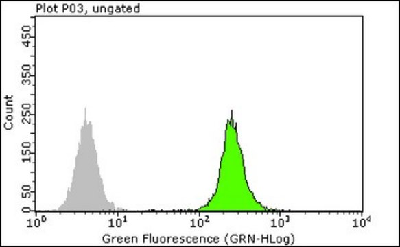 Anti-RPA2 p34 Antibody, clone RPA20 1-46 from mouse, clone RPA20, clone 1-46