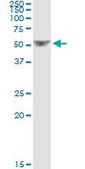 Monoclonal Anti-TRAF1 antibody produced in mouse clone 1A6, purified immunoglobulin, buffered aqueous solution