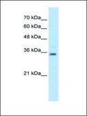 Anti-RASSF7 antibody produced in rabbit IgG fraction of antiserum