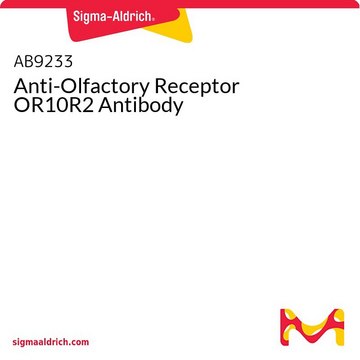 Anti-Olfactory Receptor OR10R2 Antibody