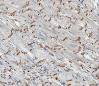 Anti-Connexin 43 Antibody, clone 4E6.2 clone 4E6.2, Chemicon®, from mouse