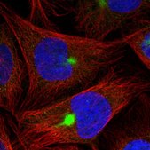 Anti-ZNF189 antibody produced in rabbit Prestige Antibodies® Powered by Atlas Antibodies, affinity isolated antibody, buffered aqueous glycerol solution
