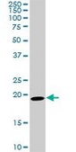 Monoclonal Anti-SRI antibody produced in mouse clone 1E12, purified immunoglobulin, buffered aqueous solution