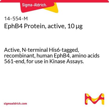 EphB4 Protein, active, 10 &#181;g Active, N-terminal His6-tagged, recombinant, human EphB4, amino acids 561-end, for use in Kinase Assays.