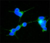 Anti-α-Synuclein antibody produced in rabbit IgG fraction of antiserum, buffered aqueous solution