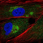 Anti-GALNT5 antibody produced in rabbit Ab2, Prestige Antibodies® Powered by Atlas Antibodies, affinity isolated antibody, buffered aqueous glycerol solution