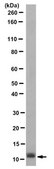 Anti-DYNLT1 Antibody, clone 7A9F4H10 clone 7A9F4H10, from mouse