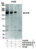 Rabbit anti-BLM Antibody, Affinity Purified Powered by Bethyl Laboratories, Inc.