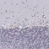 Anti-BARHL1 antibody produced in rabbit Prestige Antibodies® Powered by Atlas Antibodies, affinity isolated antibody, buffered aqueous glycerol solution