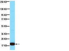 Anti-Histone Antibody, clone H11-4 clone H11-4, Chemicon®, from mouse