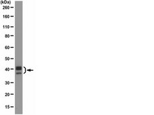 Anti-c-Jun Antibody, clone 6E4.4 clone 6E4.4, from mouse
