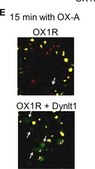 Anti-Green Fluorescent Protein Antibody Chemicon®, from mouse