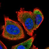 Anti-FAU antibody produced in rabbit Prestige Antibodies® Powered by Atlas Antibodies, affinity isolated antibody, buffered aqueous glycerol solution