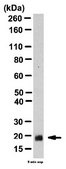 Anti-RAB35 Antibody from rabbit, purified by affinity chromatography