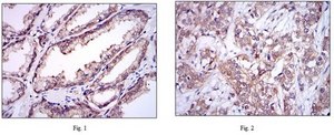 Anti-UBE2I Antibody, clone 1B10 ascites fluid, clone 1B10, from mouse