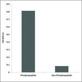 Anti-phospho-PLK1 (pSer137) antibody produced in rabbit affinity isolated antibody