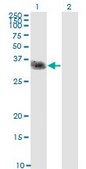 Monoclonal Anti-CLEC2D antibody produced in mouse clone 4C7, purified immunoglobulin, buffered aqueous solution