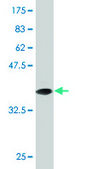 Monoclonal Anti-HIF1A, (C-terminal) antibody produced in mouse clone 1D4, purified immunoglobulin, buffered aqueous solution