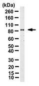 Anti-MCM7 Antibody from rabbit