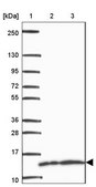 Anti-FAU antibody produced in rabbit Prestige Antibodies® Powered by Atlas Antibodies, affinity isolated antibody, buffered aqueous glycerol solution