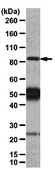 Anti-Heat Shock Protein 90α Antibody from rabbit