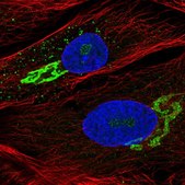 Anti-GALNT5 antibody produced in rabbit Ab1, Prestige Antibodies® Powered by Atlas Antibodies, affinity isolated antibody, buffered aqueous glycerol solution