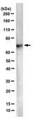 Anti-SWAP-70 from rabbit, purified by affinity chromatography