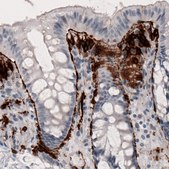 Monoclonal Anti-F3 antibody produced in mouse Prestige Antibodies® Powered by Atlas Antibodies, clone CL3807, purified immunoglobulin, buffered aqueous glycerol solution