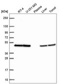 Anti-EIF4A2 antibody produced in rabbit Prestige Antibodies® Powered by Atlas Antibodies, affinity isolated antibody