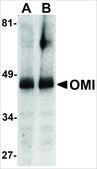 Anti-OMI (ab2) antibody produced in rabbit affinity isolated antibody, buffered aqueous solution
